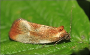 <p>OBALEČ STÍNOVANÝ (Eulia ministrana) Jiříkov</p>